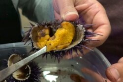 Roe, atau uni, terlihat di dalam landak laut ungu yang dipanen di lepas pantai Kabupaten Mendocino dan diberi makan selama beberapa minggu di Bodega Marine Lab, Bodega Bay, California, 20 Mei 2019. (AP)