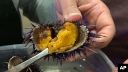 Uni atau telur landak laut dipanen di pantai Mendocino County Coast, California, 20 Mei 2019. Australia mulai memanfaatkan landak laut, yang dianggap hama, menjadi sumber devisa ekspor dengan mengekspor telur hewan laut itu. (Foto: Terry Chea/AP Photo/ilustrasi). 