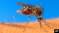 Mosquitoes can carry deadly diseases such as malaria.