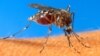 Kenyan Researchers Developing Malaria Vaccine