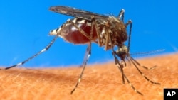 전염병 말라리아를 옮기는 주요 매개체인 모기. (자료사진)