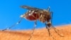 Diệt muỗi truyền bệnh bằng phương pháp di truyền