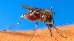 Scientists Search for New Ways to Stop Mosquitoes