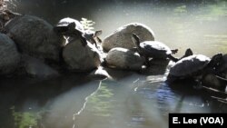 The red-eared slider turtles bask in the sun at the University of California Los Angeles Mildred E. Mathias Botanical Garden. These turtles are not native to California.