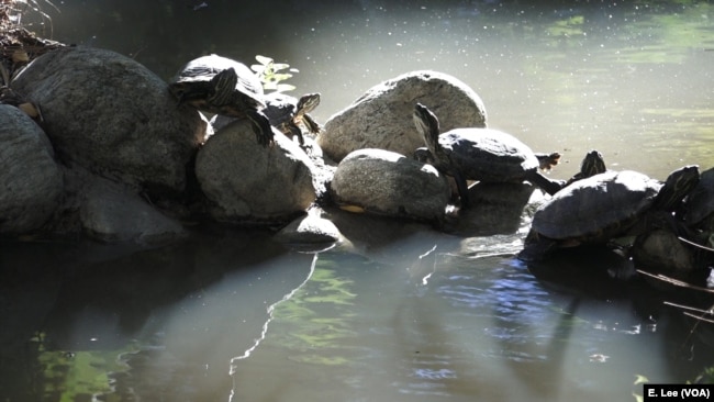 The red-eared slider turtles bask in the sun at the University of California Los Angeles Mildred E. Mathias Botanical Garden. These turtles are not native to California.