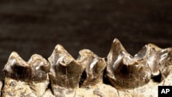 Teeth of miniature dog-sized horse that lived in Wyoming 56 million years ago.