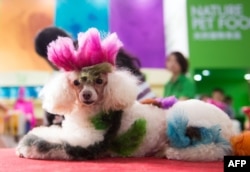 FILE - A colored dog sits on a table at the Pet Fair Asia 2014 in Shanghai on Aug. 23, 2014.