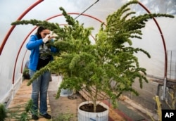 Archivo-Cultivo de marihuana en Uruguay.