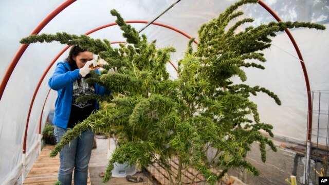 El Club Canabico Sativa, es uno de los club de marihuana en Montevideo, Uruguay.
