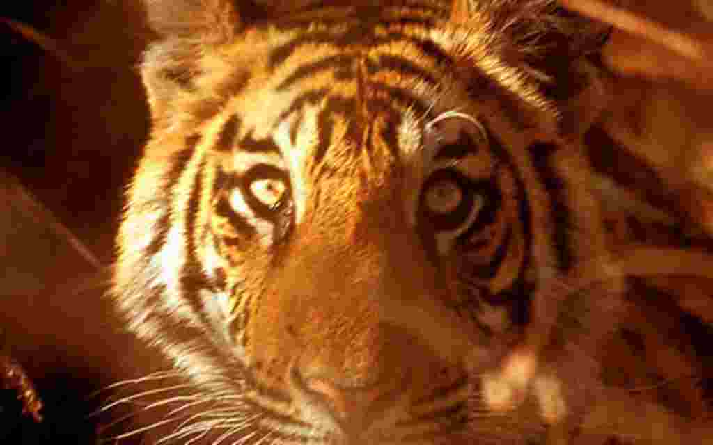 World Wildlife Fund International Tiger Conservation Forum. Nov 2010