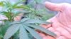 Two US States Approve Recreational Marijuana Usage