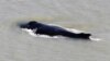 Humpback Whales Found In Crocodile-Infested Australian River, Baffling Scientists 
