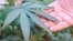 New York Has New Marijuana Arrest Policy