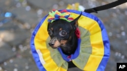 Un perro viste un disfraz de carnaval en el desfile de perros "Blocao" en Río de Janeiro, Brasil, el sábado 1 de marzo de 2025. (Foto AP/Silvia Izquierdo).