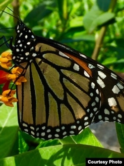 A monarch butterfly rests on a milkweed plant in the P.B. Smith Elementary School butterfly garden. (Photo: B Dennee)