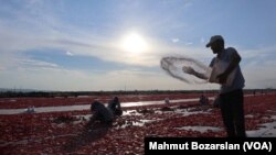 Diyarbakır’da Kuru Domates Tarım İşçilerinin Umudu Oldu