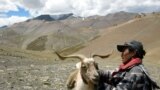 Between China, climate change & development, Ladakhi nomads are losing grip on their land