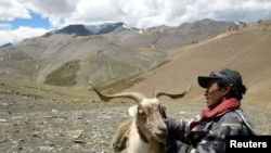 Between China, climate change & development, Ladakhi nomads are losing grip on their land