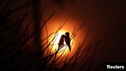 Birds are pictured as the sun rises amid smoke from a burning tract of Amazon jungle as it is cleared by loggers and farmers near Porto Velho, Brazil August 28, 2019.