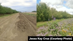 This before-and-after photo shows a barren strip on the edge of an almond orchard in Zamora, California, (left) in fall, 2013, and the same road six months later after wildflowers were planted to attract bees and other pollinators.
