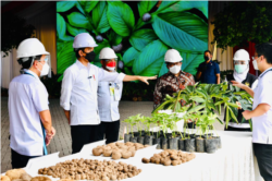 Presiden Jokowi yakin porang bisa menjadi makanan pokok pengganti beras di masa depan karena cukup sehat. (Foto: Courtesy/Biro Setpres)