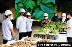 Presiden Jokowi yakin porang bisa menjadi makanan pokok pengganti beras di masa depan karena cukup sehat. (Foto: Courtesy/Biro Setpres)