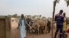 Cameroon Separatists Turning to Cattle Rustling, Ranchers Say 