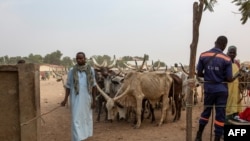FILE - A man is seen with his herd at a cattle market in Maroua, Cameroo, March 2, 2020. Since 2014, Boko Haram militants have attacked villages in this region on the border of Chad and Nigeria.