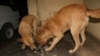 Dogs eat nsima, a porridge made from maize flour or husks, in Blantyre, Malawi, Sept. 11, 2024. Use of contaminated husks in preparing dog food has been implicated in the deaths of hundreds of dogs in recent months. (Lameck Masina/VOA)