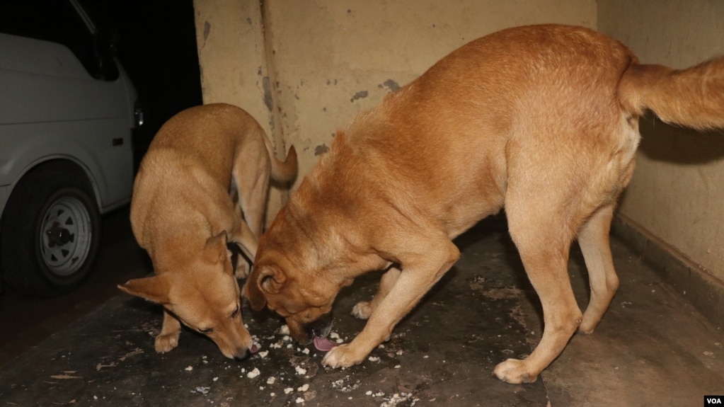 Dogs eat nsima, a porridge made from maize flour or husks, in Blantyre, Malawi, Sept. 11, 2024. Use of contaminated husks in preparing dog food has been implicated in the deaths of hundreds of dogs in recent months. (Lameck Masina/VOA)