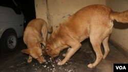 Dogs eat nsima, a porridge made from maize flour or husks, in Blantyre, Malawi. Use of contaminated husks in preparing dog food is suspected in the deaths of hundreds of dogs in recent months. (Lameck Masina/VOA)