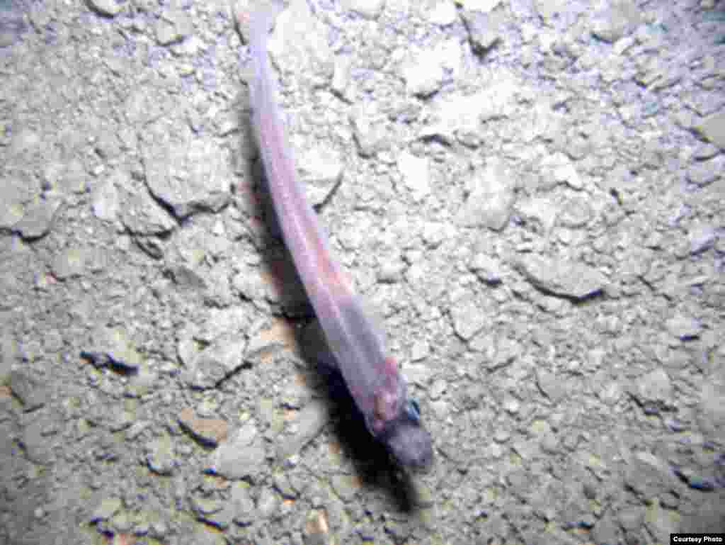 Un poisson découvert au fond de la zone en pofondeur de la terre a surpris les scientifiques. (Deep SCINI / UNL / ANDRILL SMO)