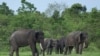 Konservasi Gajah Sumatera dan Keterbatasan Dokter Hewan
