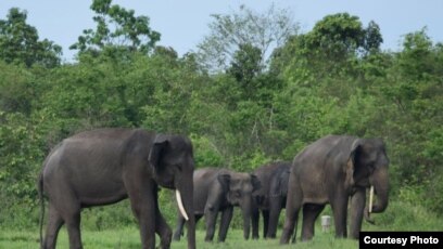 Unduh 730 Gambar Gajah Untuk Diwarnai  Gratis