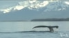 阿拉斯加鲸类死亡数激增三倍
