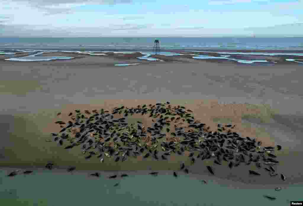 Dozens of grey seals rest on a sandbank close to Walde lighthouse in Marck near Calais, France.