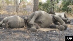 FILE - Elephants were killed by poarchers at Bouba Ndjidda National Park in northern Cameroon, near the border with Chad, Feb. 23, 2012.