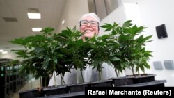 A worker smiles as she shows cannabis plants at the Tilray factory in Cantanhede, Portugal April 24, 2019. 