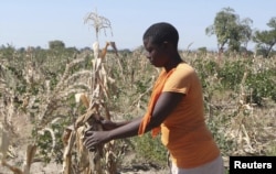 FILE - Mejury Tererai works in her maize field near Gokwe, Zimbabwe, May 20, 2015. Africa, already experiencing drought, has countries especially vulnerable to climate change effects.