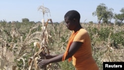 FILE - Mejury Tererai, 31, works in her maize field near Gokwe, Zimbabwe, May 20, 2015. Southern Africa has suffered one of its worst harvests in years due to a lack of rain, prompting concerns about food shortages across the region.