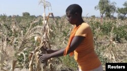 Dans un champ près de Gokwe, Zimbabwe, le 20 mai 2015.(REUTERS/Philimon Bulawayo)