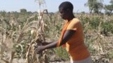 Musangano weKuzeya Kushanduka kweMamiriro eKunze Woitwa muHarare