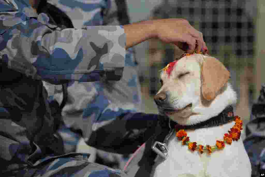 A Nepalese police person puts vermillion powder on the forehead of a police dog as part of worship during Tihar festival celebrations at a kennel division in Kathmandu.
