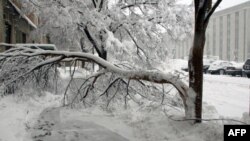 华盛顿大雪压断许多树枝