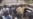 Cameroon Christmas Unites Christians, Muslims