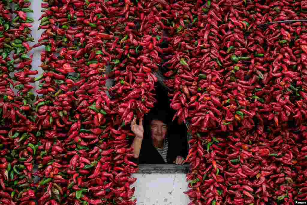 A woman poses for a picture as bunches of paprika hang on the walls of her house to dry in the village of Donja Lakosnica, Serbia, Oct. 6, 2016. 