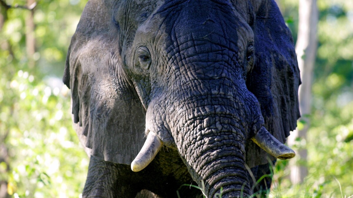 Snooze News: Elephants May Sleep Less Than Any Other Mammal