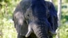 Douze ans de prison pour un célèbre trafiquant d'ivoire en Tanzanie