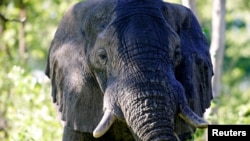 Un éléphant africain mâle dans le Delta du Okavango au Botswana, le 25 mars 2006