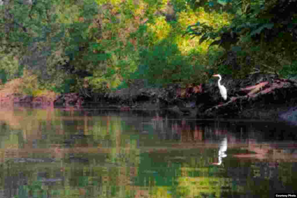 Dengan upaya-upaya konservasi yang diperbarui, kehidupan alam liar mulai kembali di Anacostia, seperti burung snowy egret. (Anacostia Watershed Society)